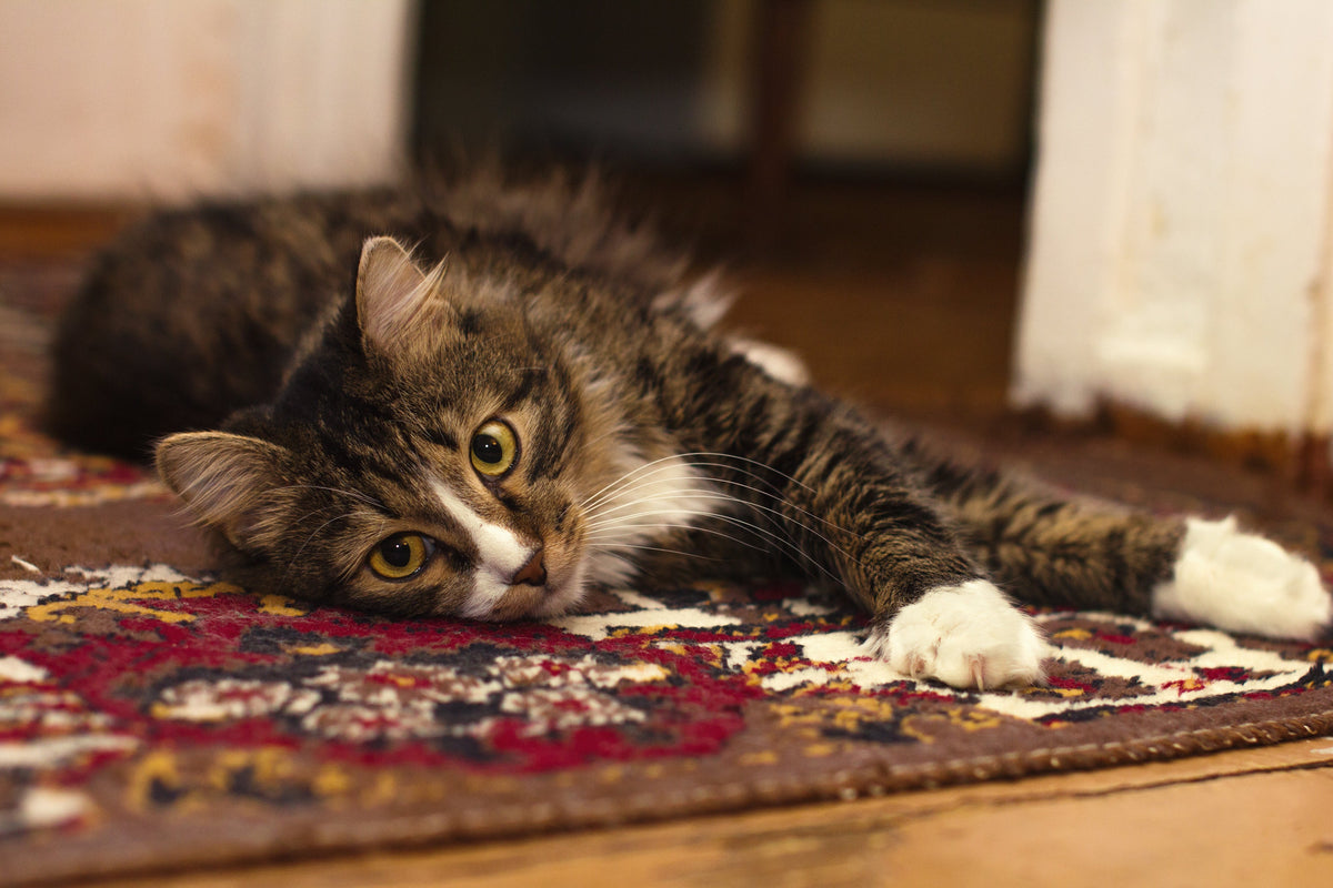 For Cats